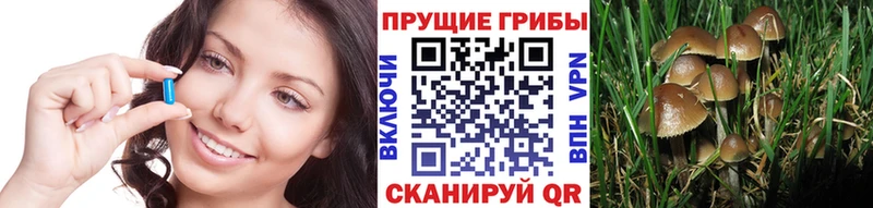 даркнет сайт  Ипатово  сайты даркнета клад  Галлюциногенные грибы Psilocybe 